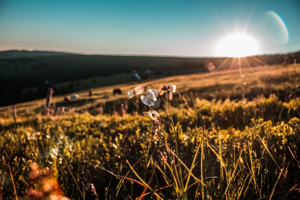 Landscape nature grass horizon Photo