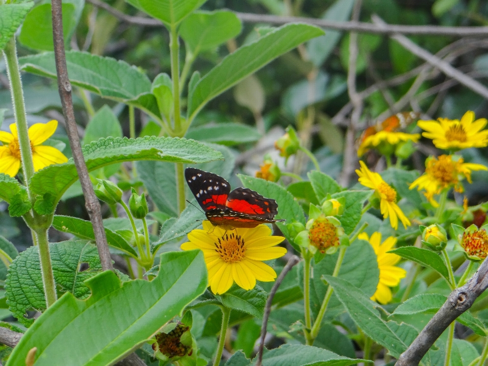 Anlage wiese
 blume insekt