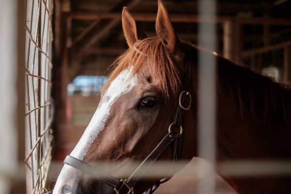 Animal ranch horse mammal Photo