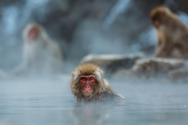 Water animal pool wildlife Photo