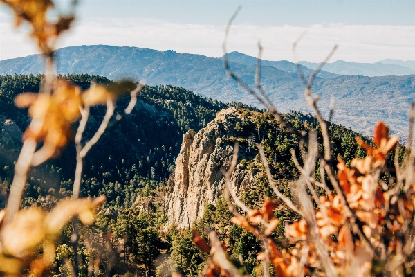 Foto árbol naturaleza rock montaña