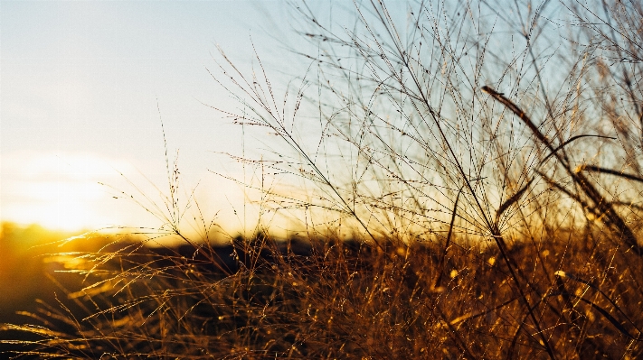 風景 木 自然 草 写真