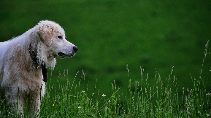 Grass lawn meadow puppy Photo