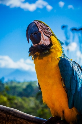 自然 鳥 羽 野生動物 写真