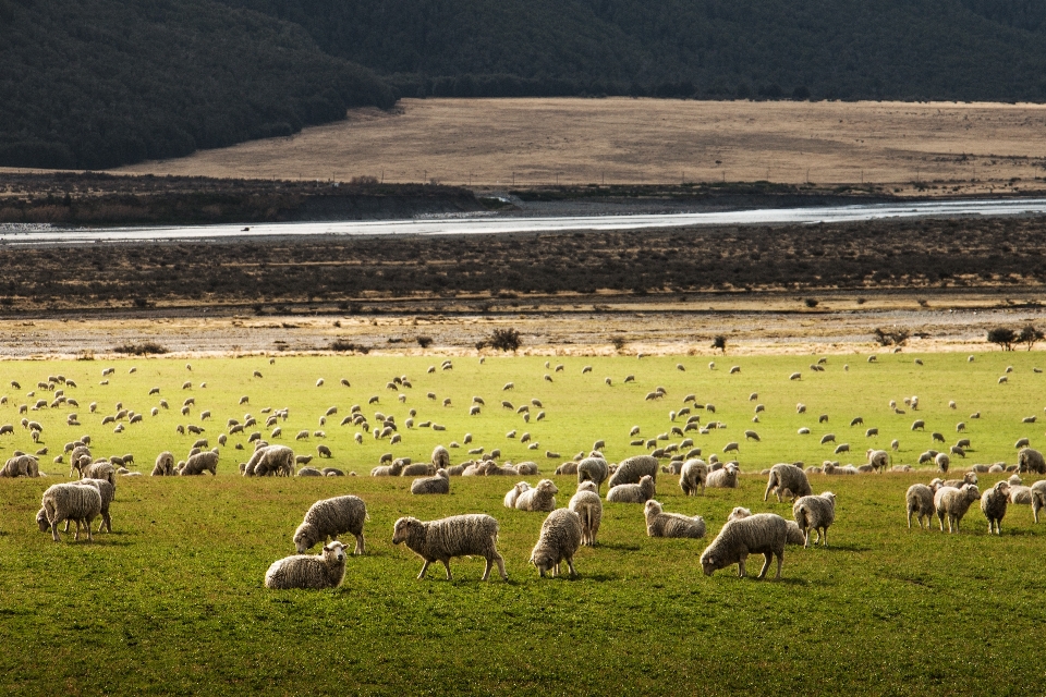 Grama campo fazenda prado
