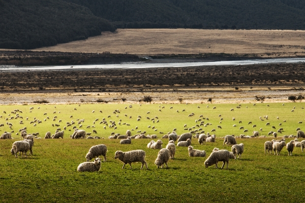 Grass field farm meadow Photo