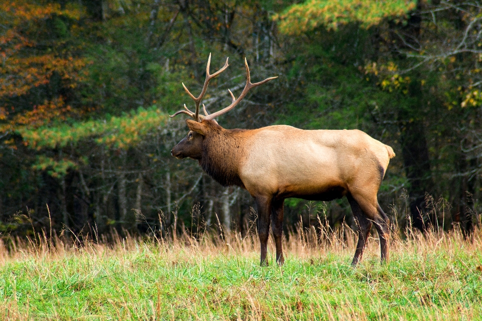 Meadow prairie animal wildlife