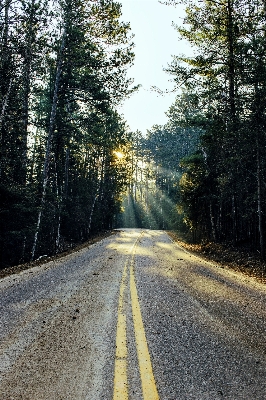 Tree nature forest road Photo