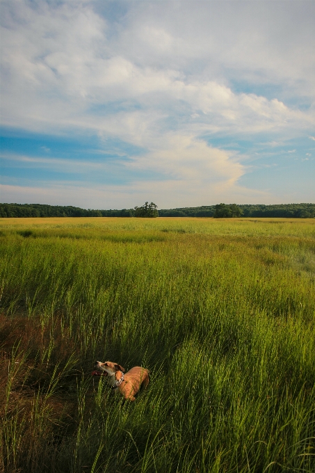 Landscape nature grass horizon