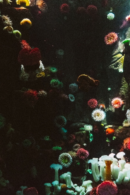 Ocean flower underwater biology