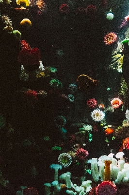 Ocean flower underwater biology Photo