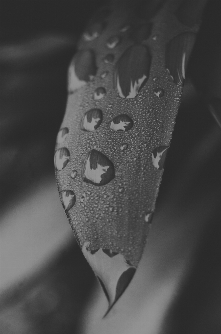 Mano gota en blanco y negro
