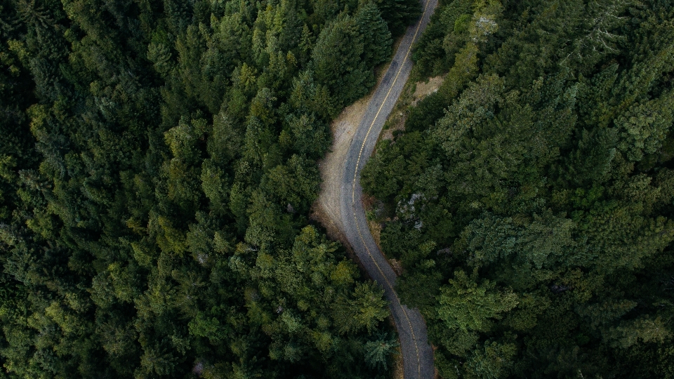 Albero foresta strada asfalto
