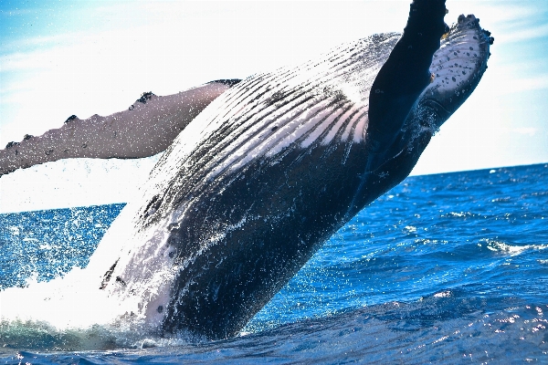 Water ocean splash mammal Photo