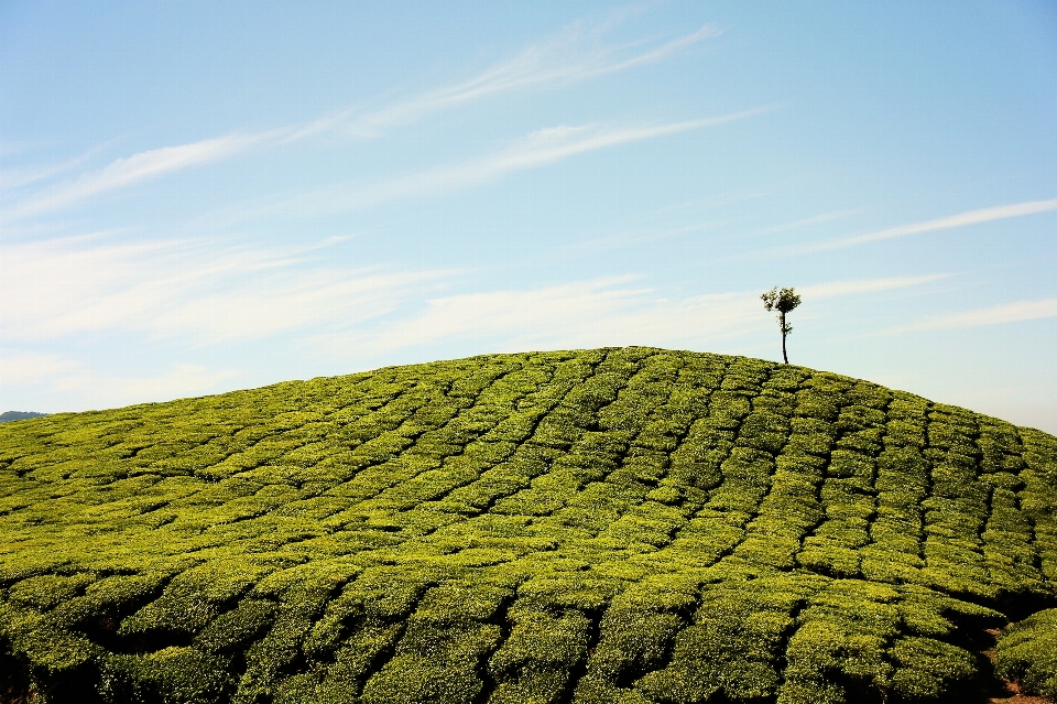 Paysage arbre nature herbe