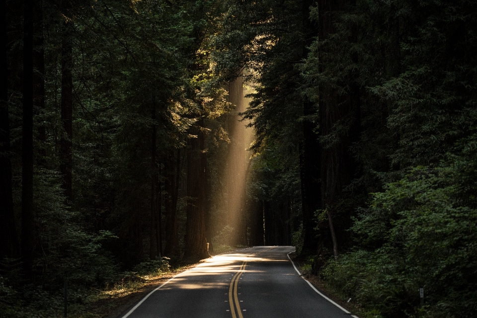 Baum natur wald licht