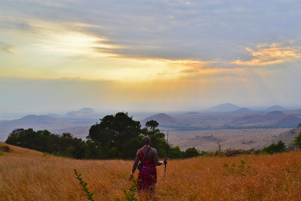 Landscape tree grass horizon Photo