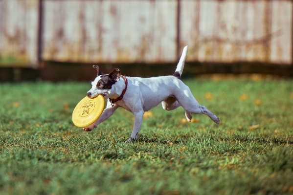 Foto Grama filhote de cachorro animal