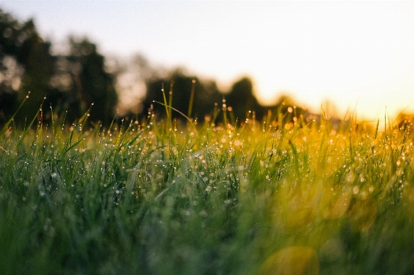 Nature grass dew plant Photo