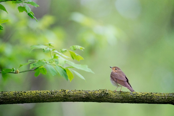 Nature branch bird leaf Photo