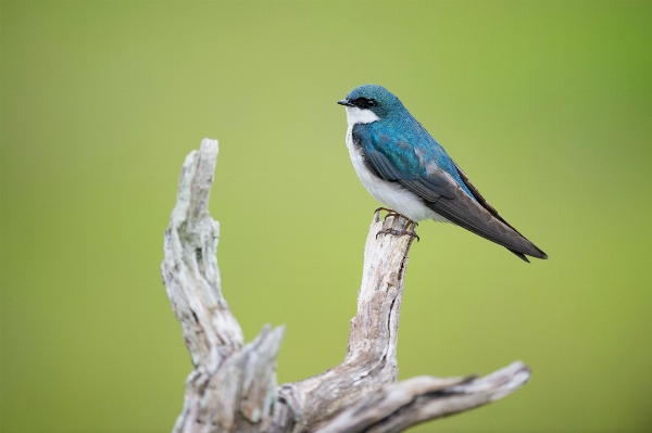 Foto Madera a la deriva
 naturaleza rama pájaro