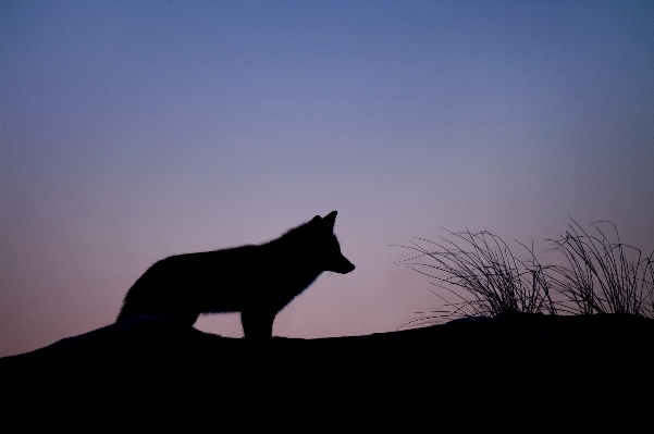 Foto Bayangan hitam pagi ungu anjing