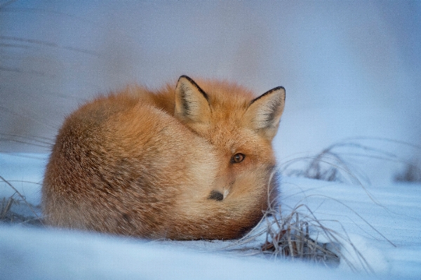 雪 野生動物 毛皮 哺乳類 写真