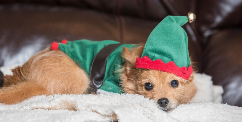 子犬 犬 哺乳類 クリスマス 写真