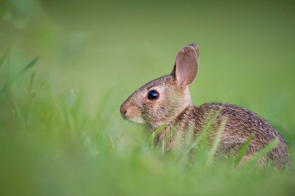 Nature grass wildlife pet Photo