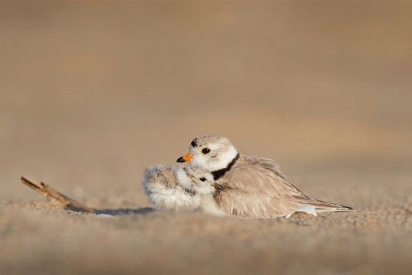 Bird wildlife beak baby Photo