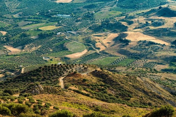 Landscape tree mountain field Photo