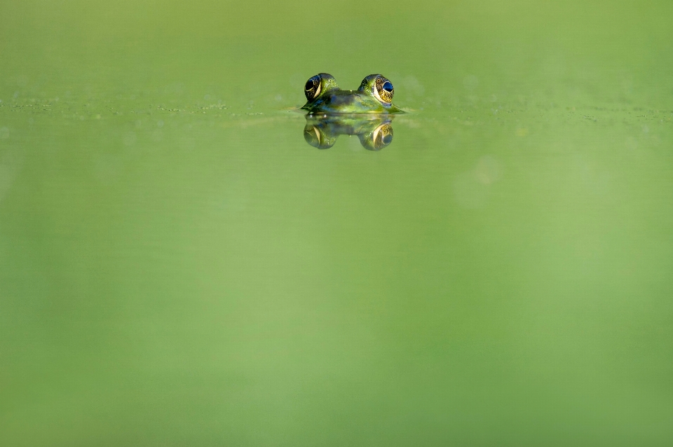 Agua fotografía flor verde