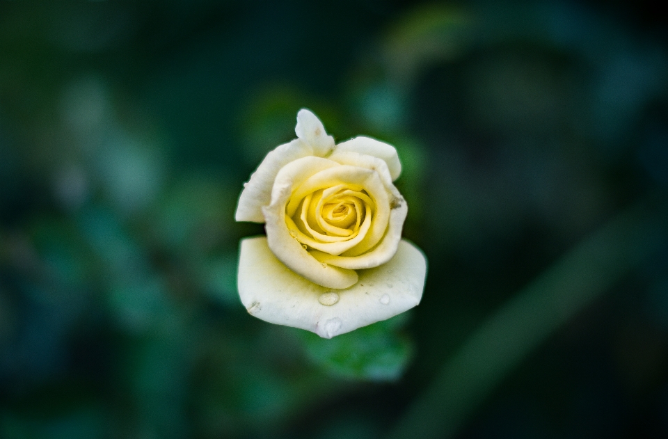 Natura fiore pianta bianco