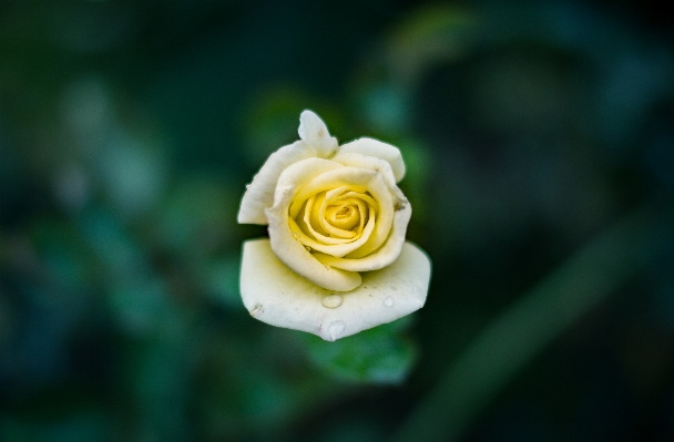 Nature blossom plant white Photo