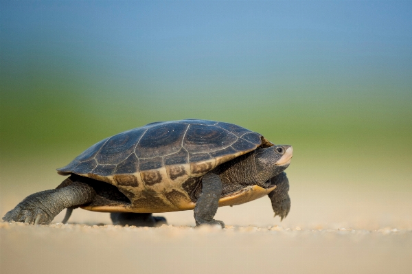 Walking wildlife turtle sea Photo