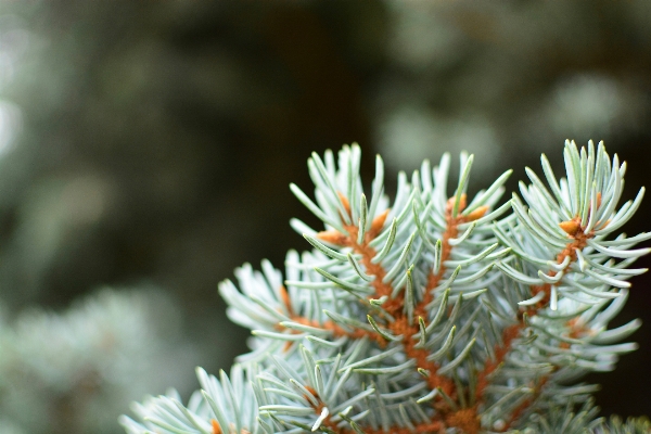 Tree nature branch needle Photo