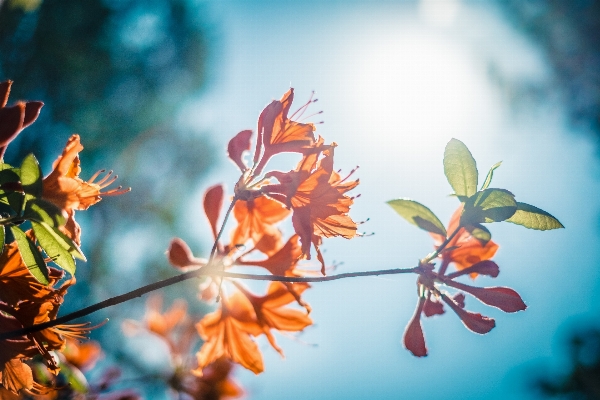 Tree nature branch blossom Photo