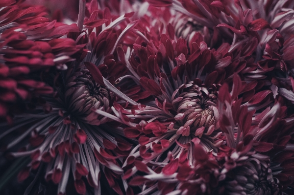 植物 葉 花 花弁 写真