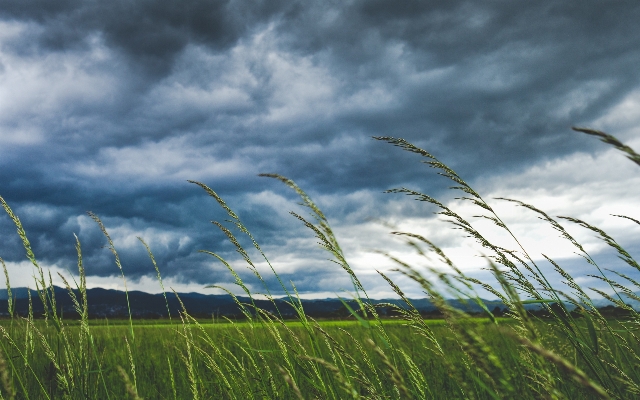 Tree nature grass horizon Photo