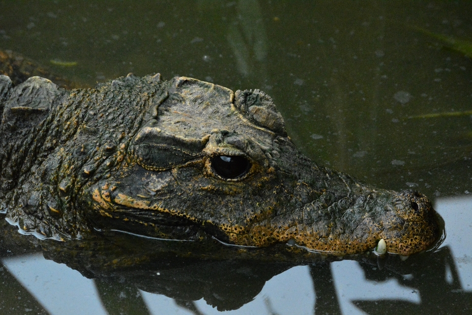 野生動物 ヒキガエル 爬虫類 両生類