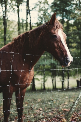 Tree fence animal pasture Photo