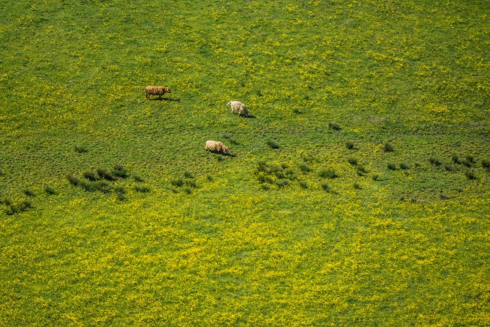 Gras anlage feld rasen