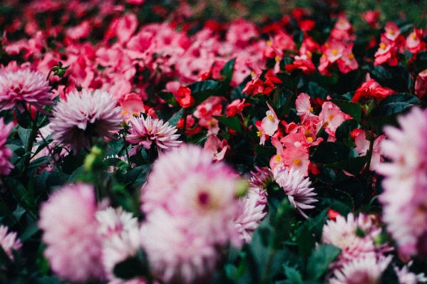 Blossom plant leaf flower Photo