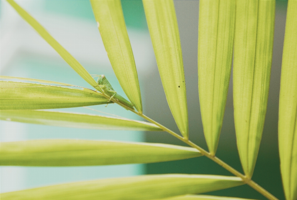 Arbre herbe bifurquer usine