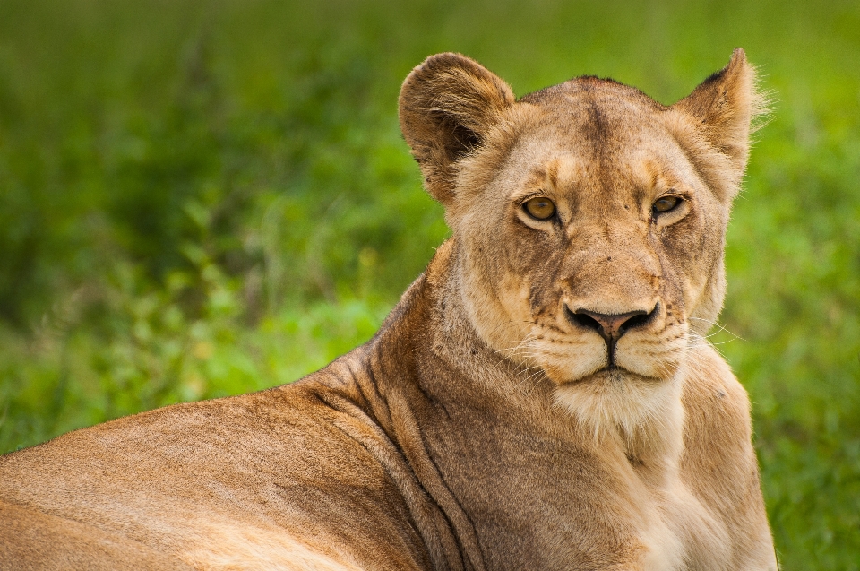 Animal animais selvagens felino mamífero