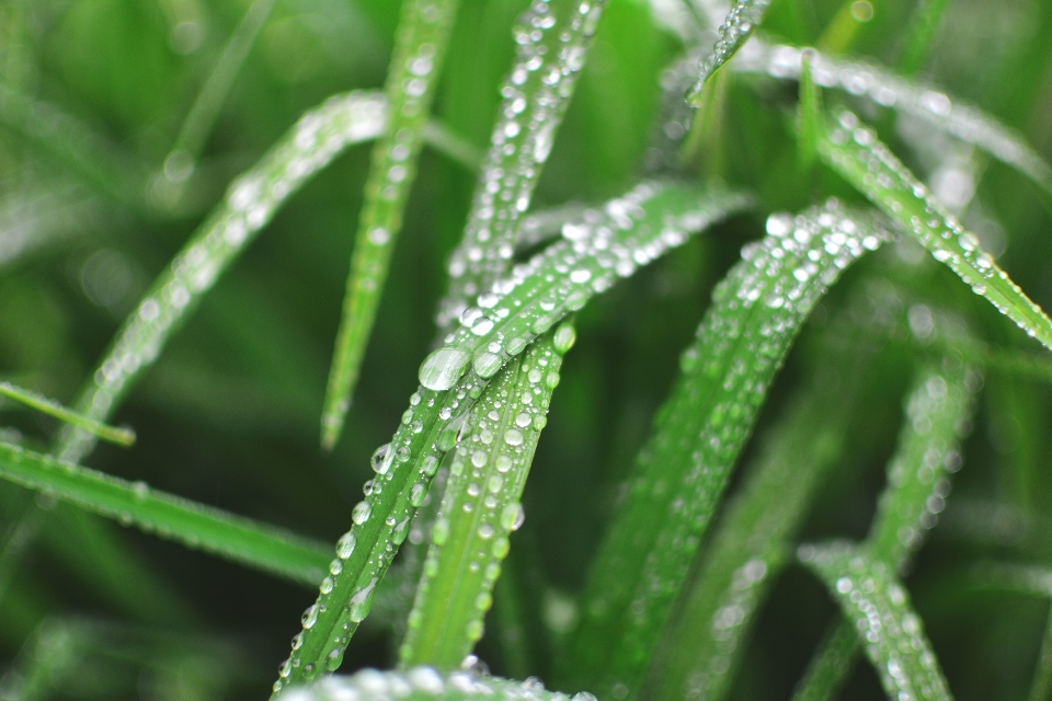 Water grass branch droplet