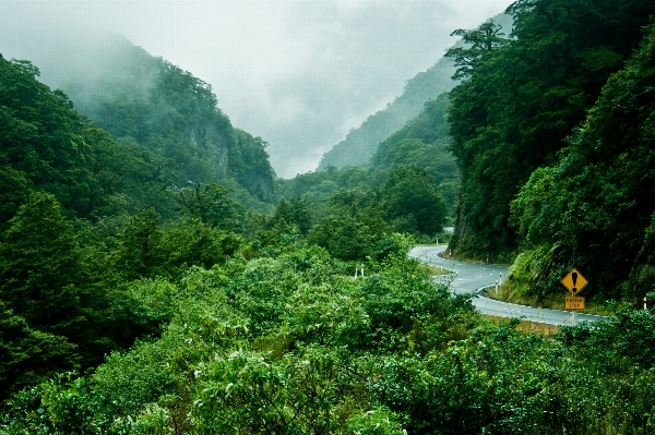 Landscape tree nature forest Photo