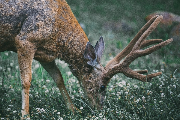 Grass animal wildlife deer Photo