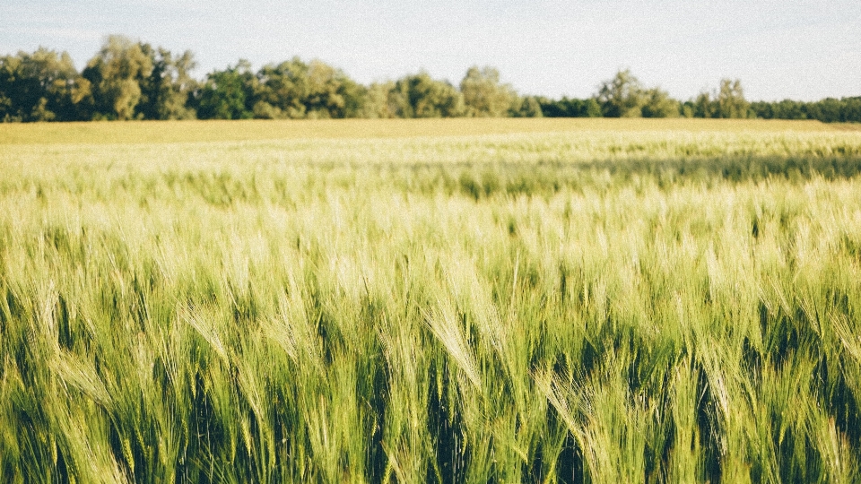 Grass plant field meadow