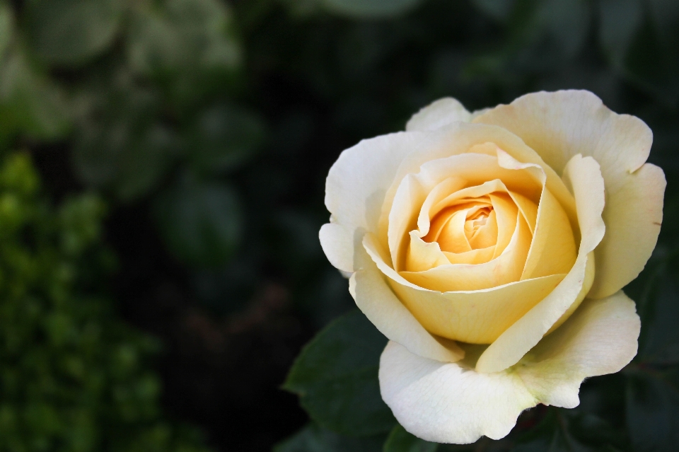 Anlage blume blütenblatt blühen